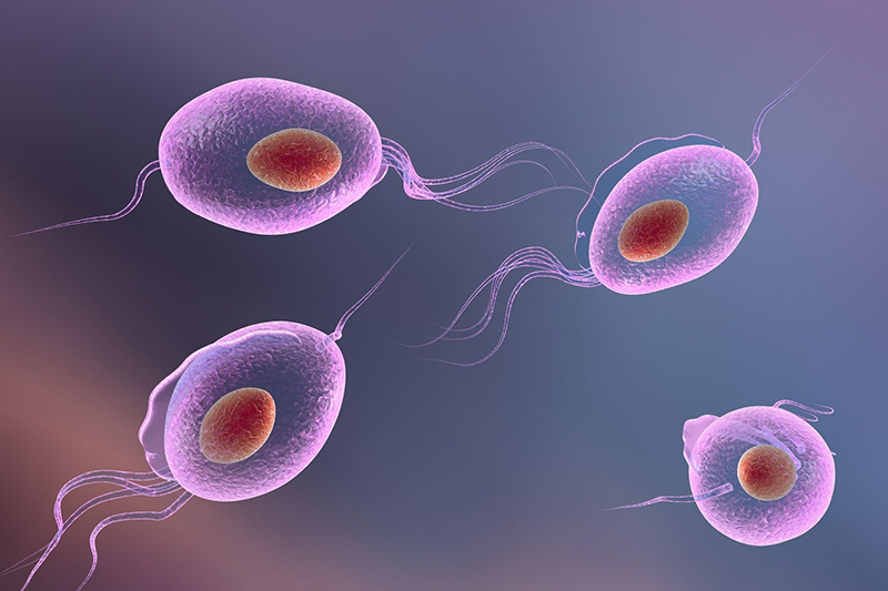 Vi khuẩn gây viêm nhiễm các cơ quan sinh dục và sinh sản