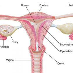 Bs. Giải đáp - Bị tắc vòi trứng có kinh nguyệt không?